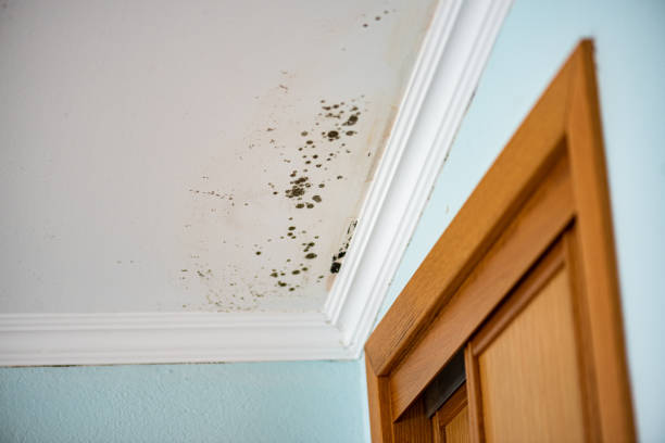 Best Mold Remediation  in Red Lake, AZ