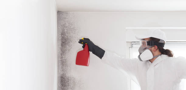 Best Black Mold Removal  in Red Lake, AZ